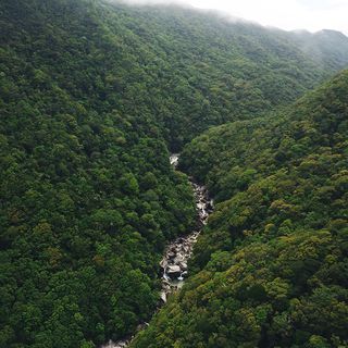 La forêt tropicale humide, près de Cairns dans le Queensland · ©tropicalnorthqueensland.org.au